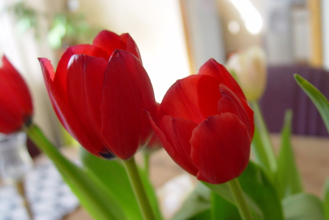 Тюльпан четыре красных