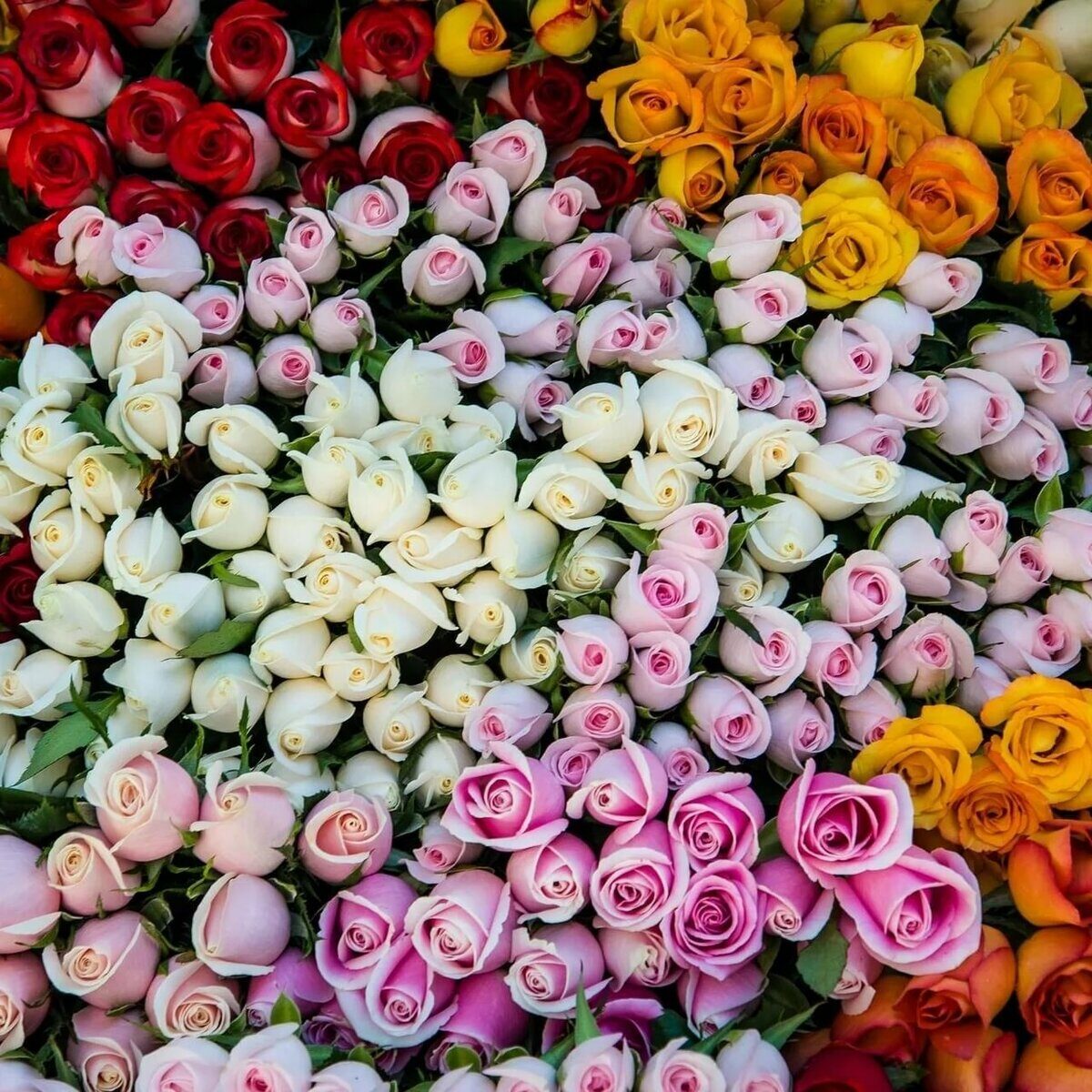 много роз фото красивые