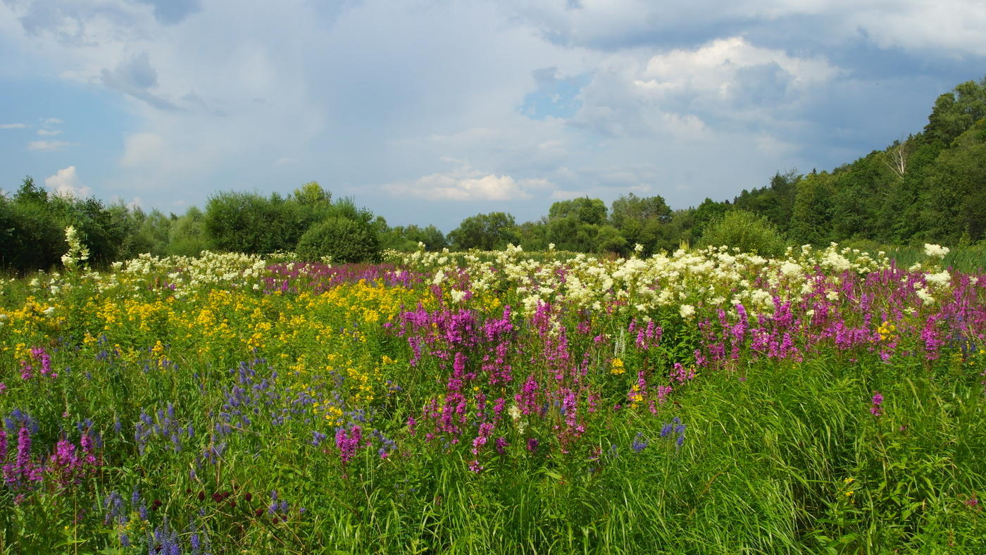 фото растений владимирской области