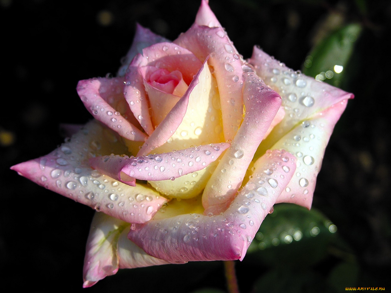 Необыкновенно красивые розы