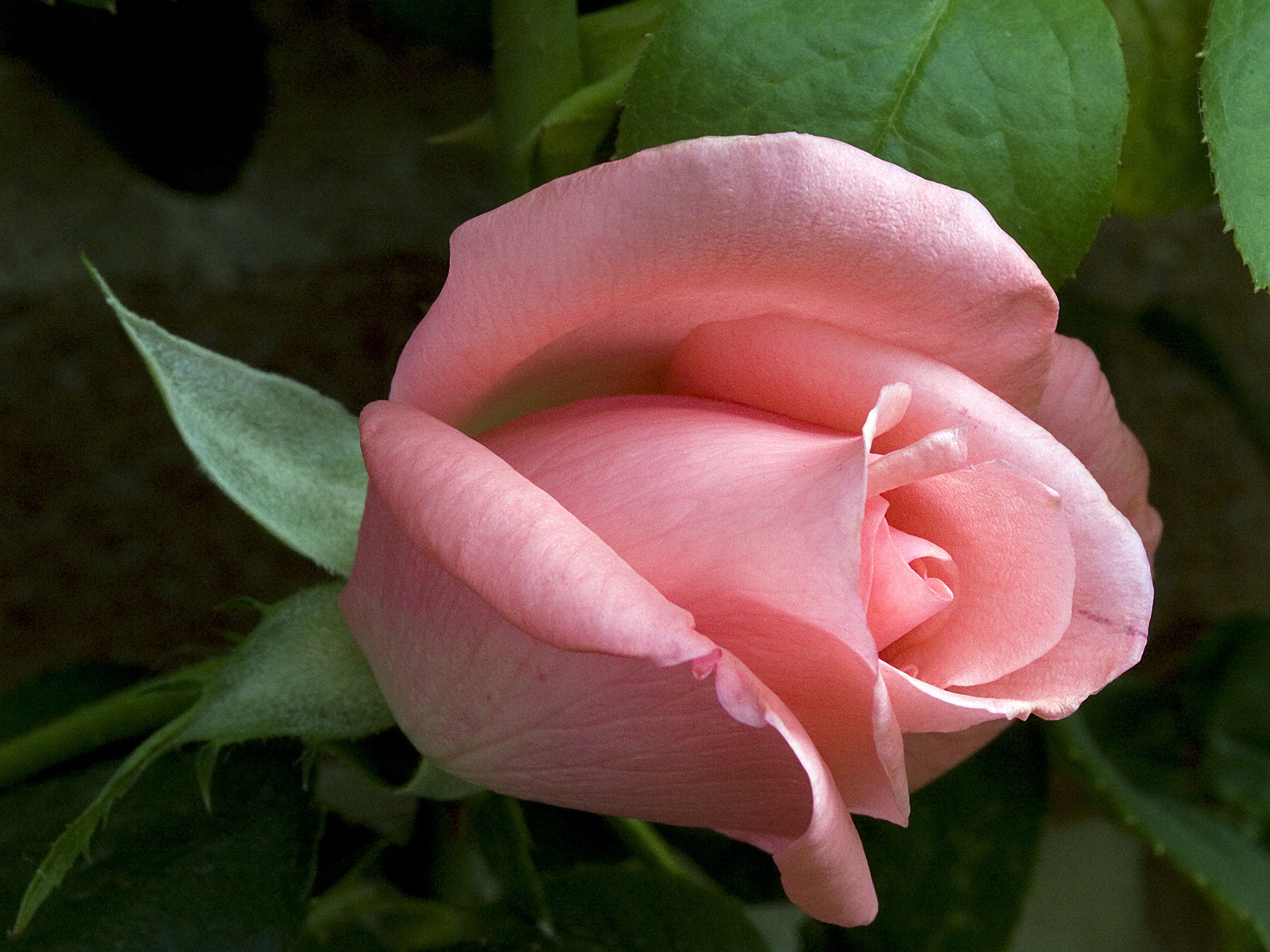 Красота роз