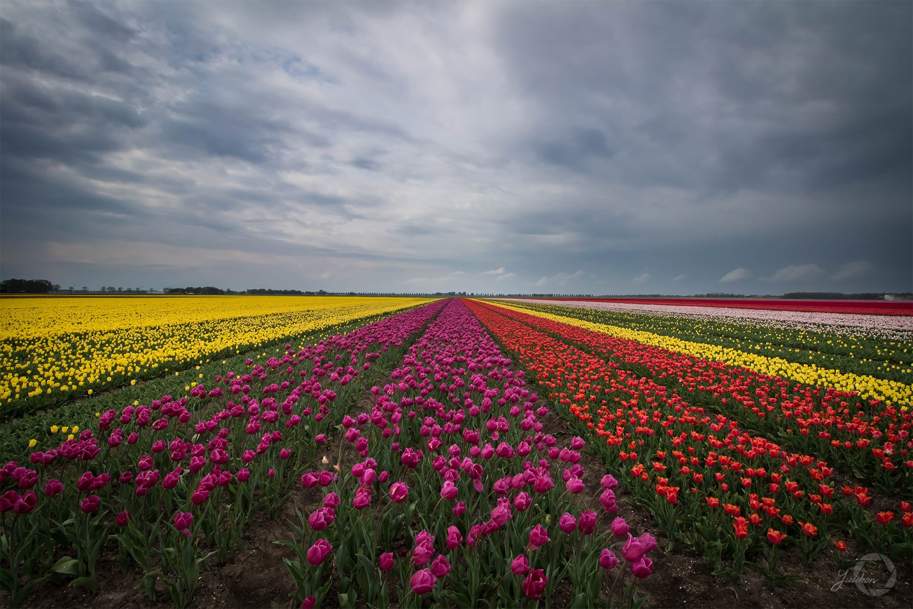 Тюльпановые поля в Крыму Красногвардейский район