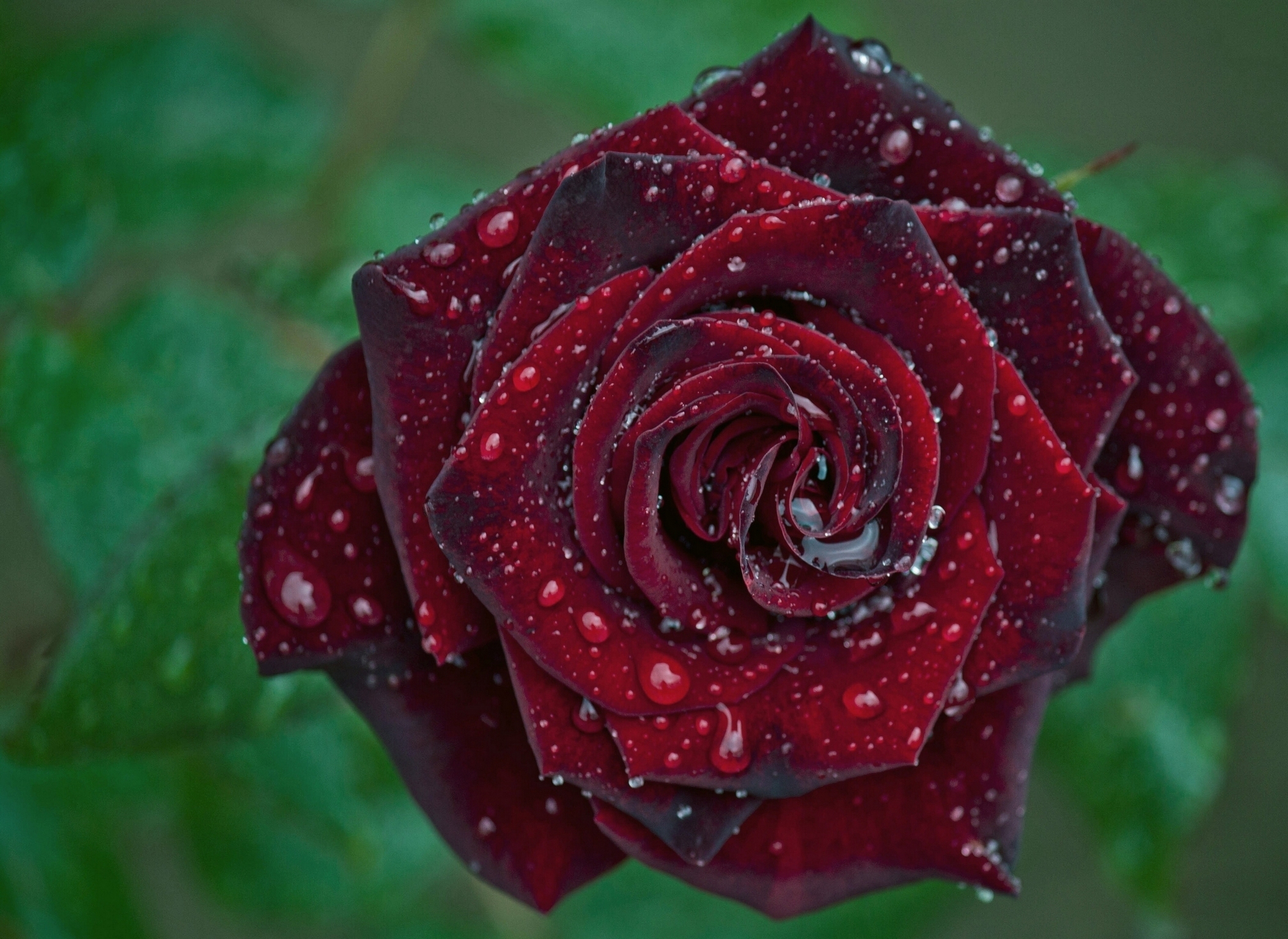 Красивые Цветы Мира Розы Фото