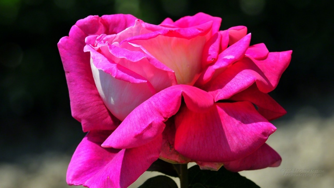 Роза грандиоза