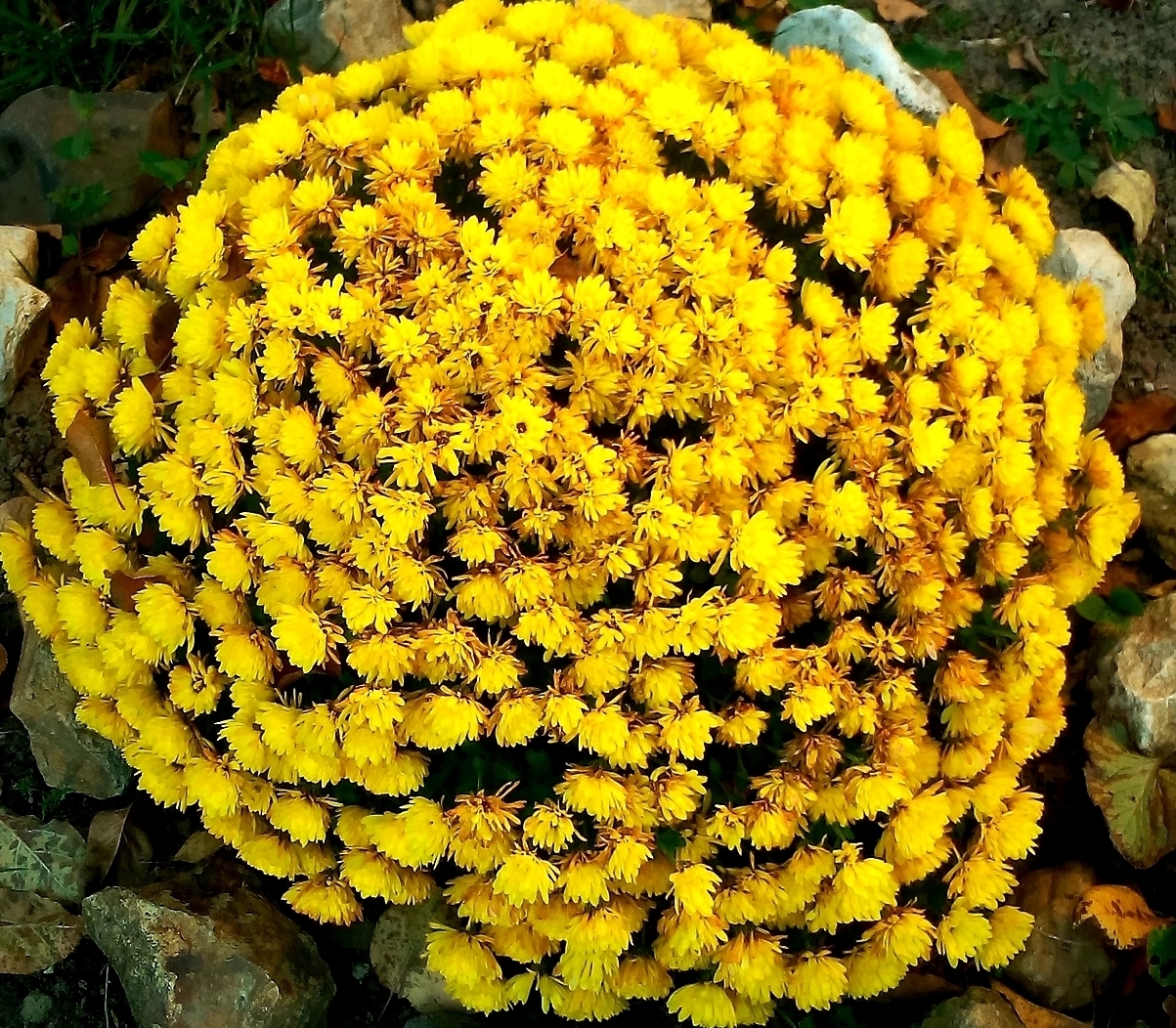 Хризантема желтая кустовая Садовая