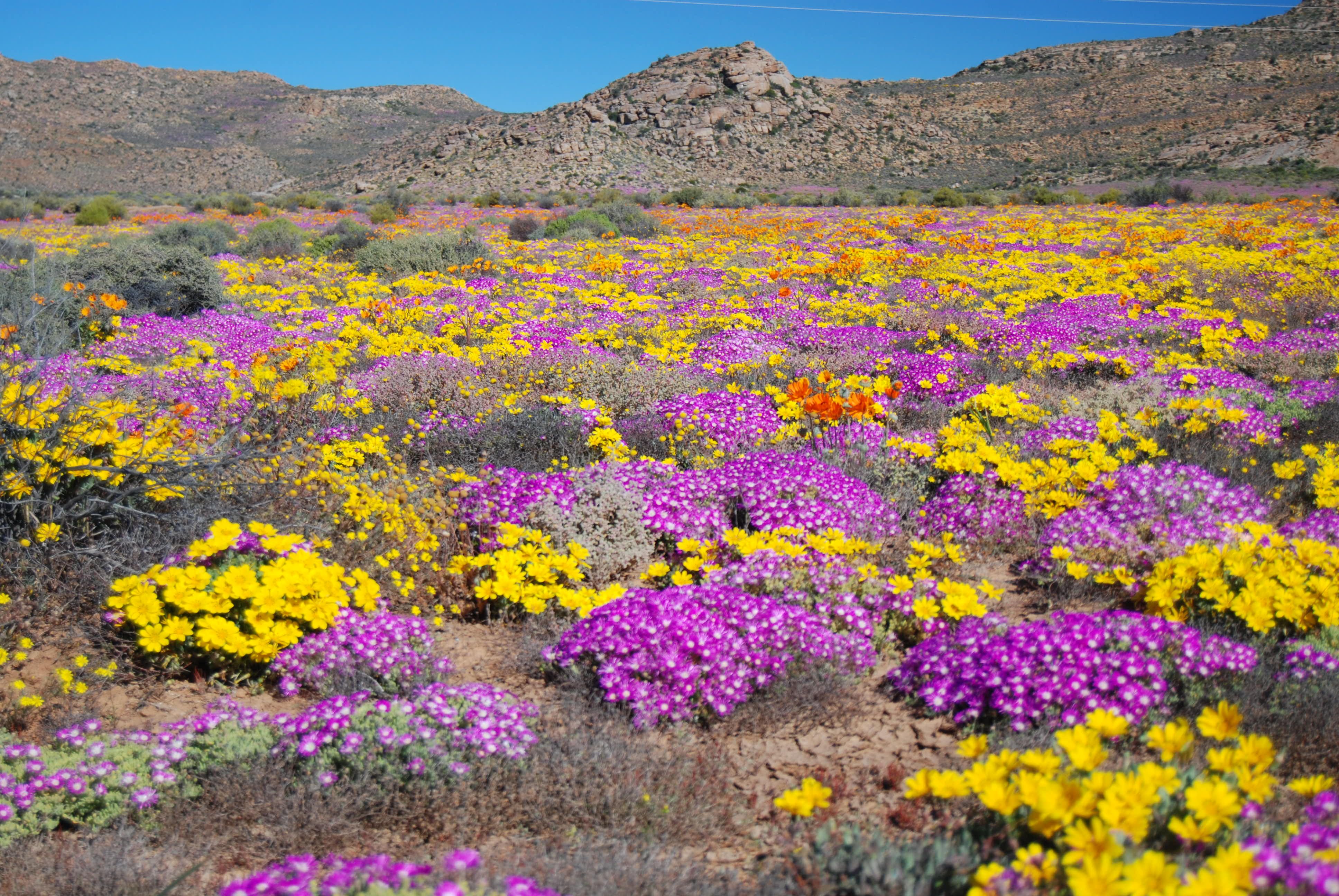 Цветущая пустыня Намакваленд