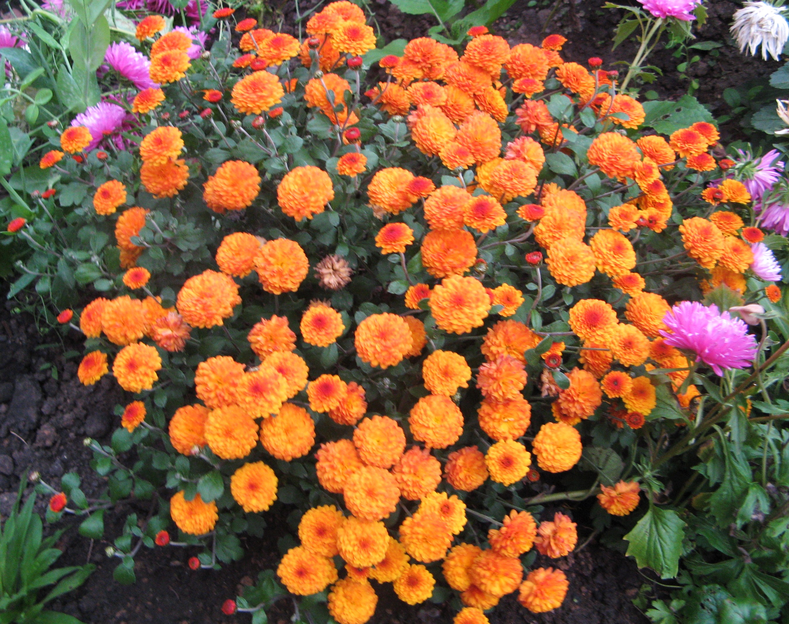 садовые цветы многолетники с названиями цветущие фото