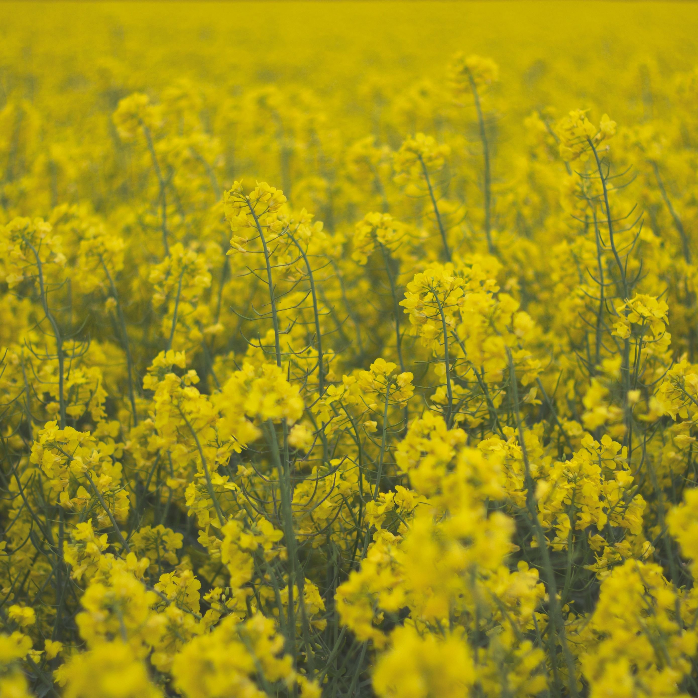 трава с желтыми цветами фото