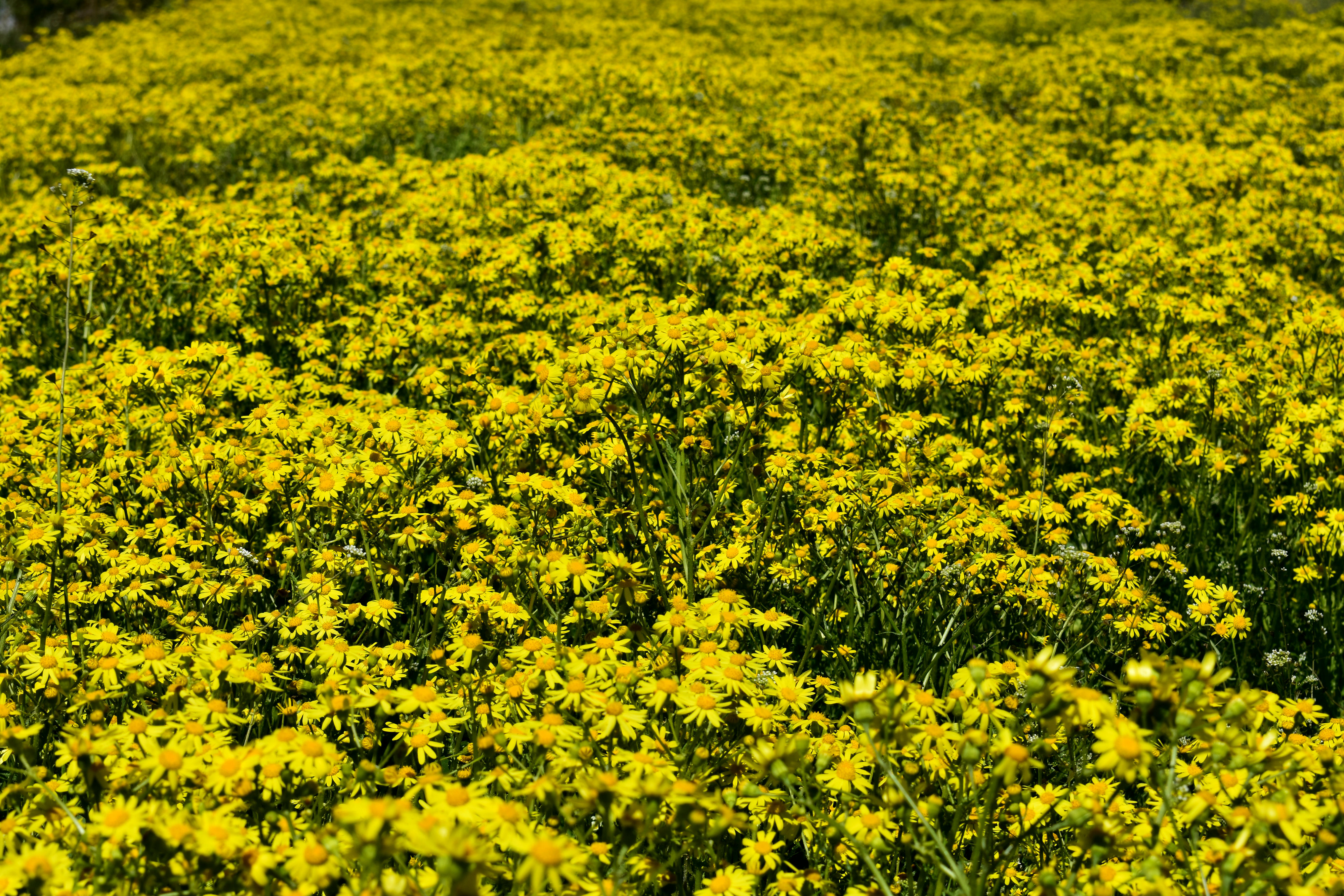Желтого Цвета Полевые Цветы