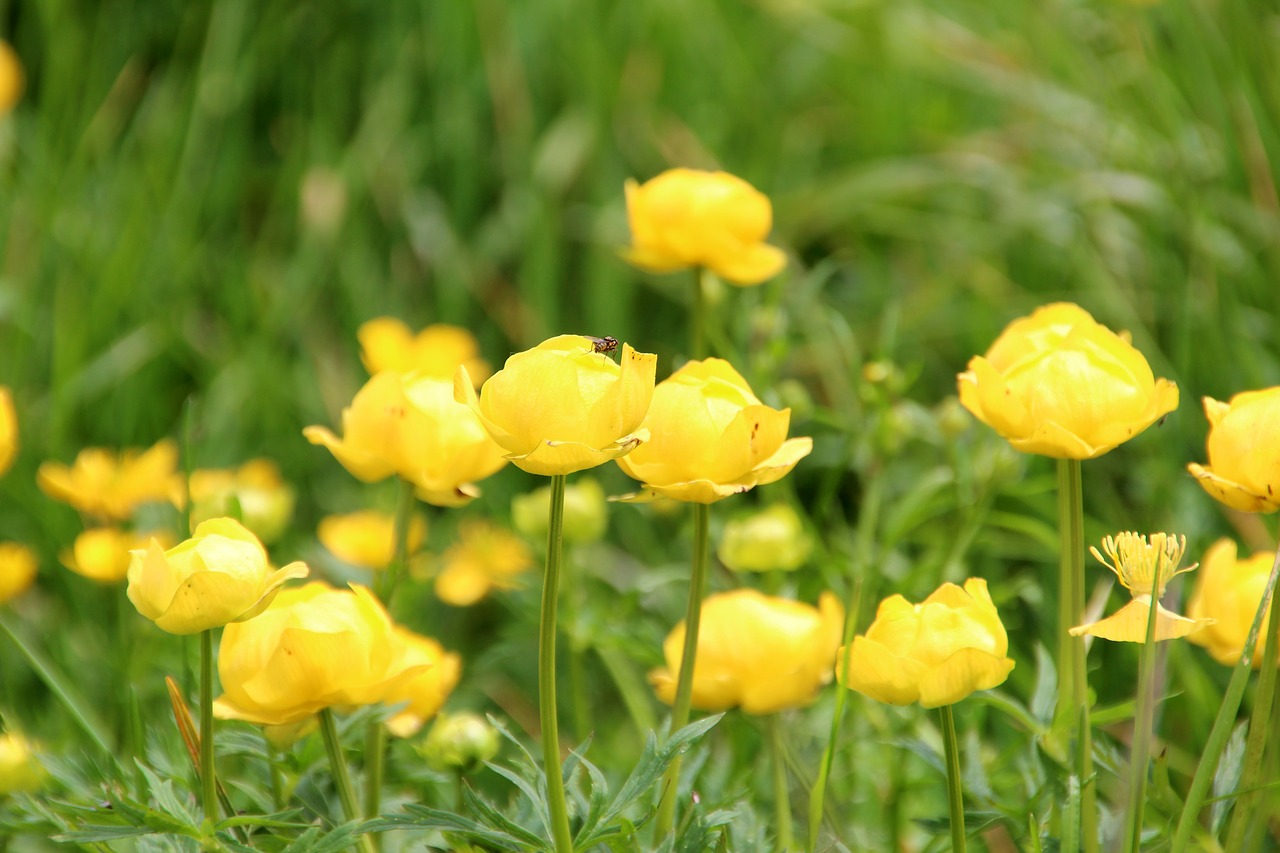 Желтые Маленькие Цветы Полевые