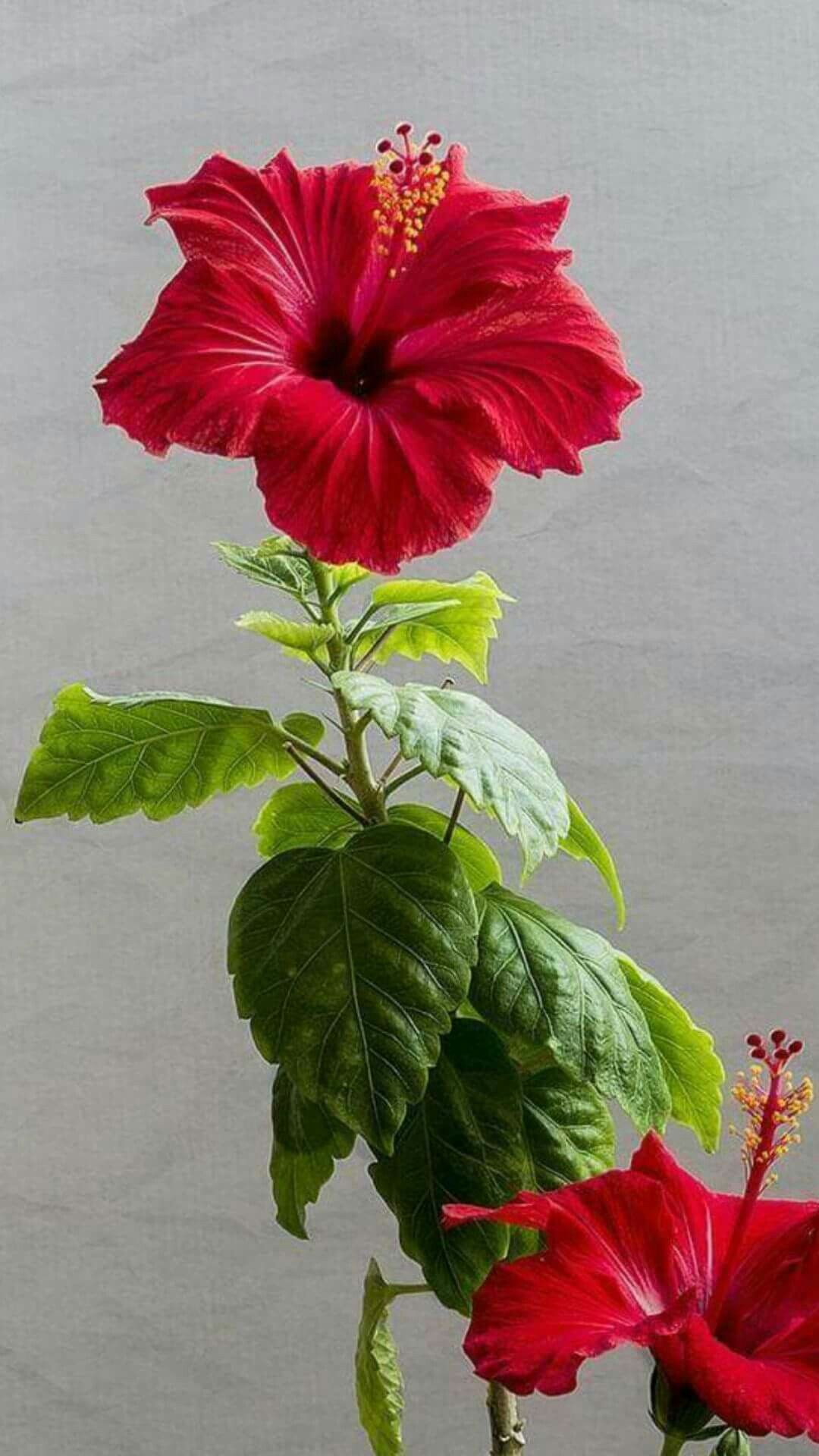 фото цветка гибискус китайская роза