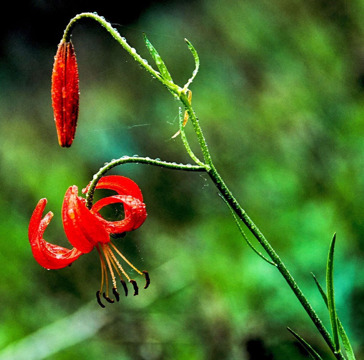 Саранка Байкальская цветок