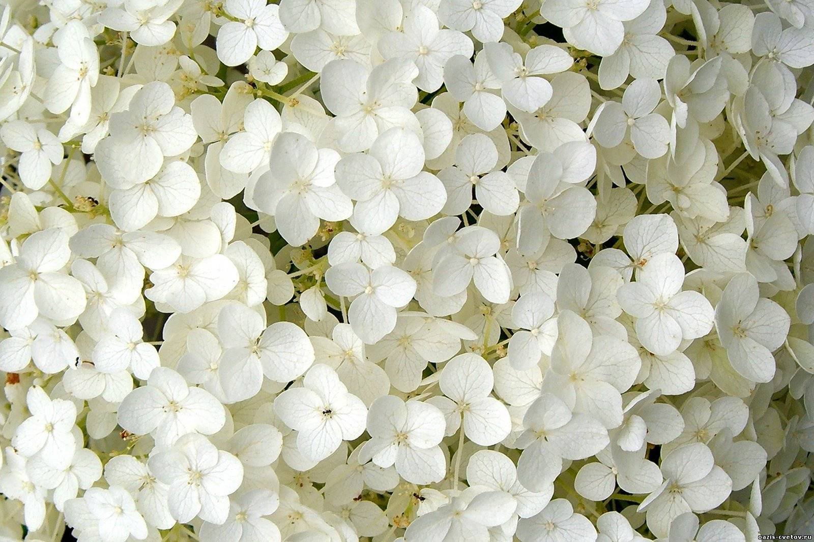 фото цветов белого цвета