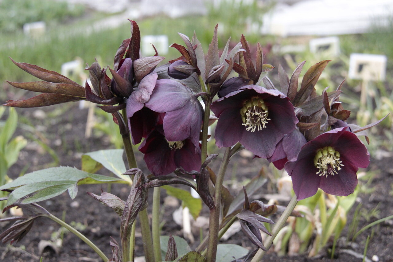 Морозник Helleborus Double Black