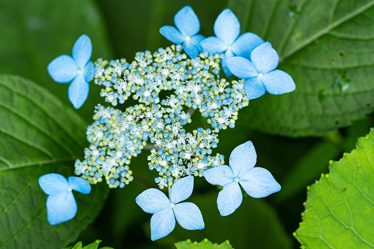 Голубые цветы