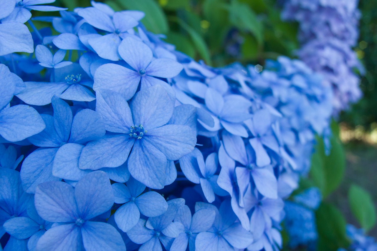 Голубые Красивые Цветы