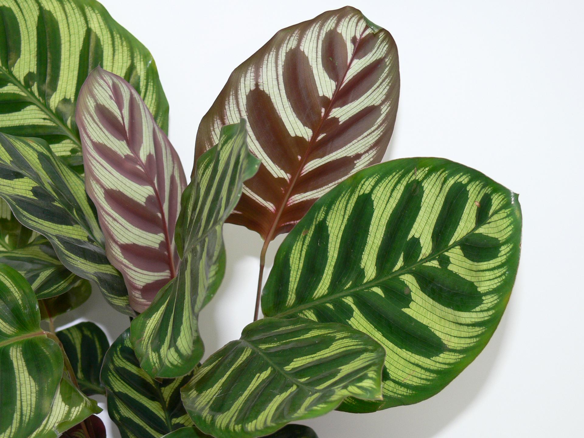 Калатея Псевдовейчиана (Calathea pseudoveitchiana)