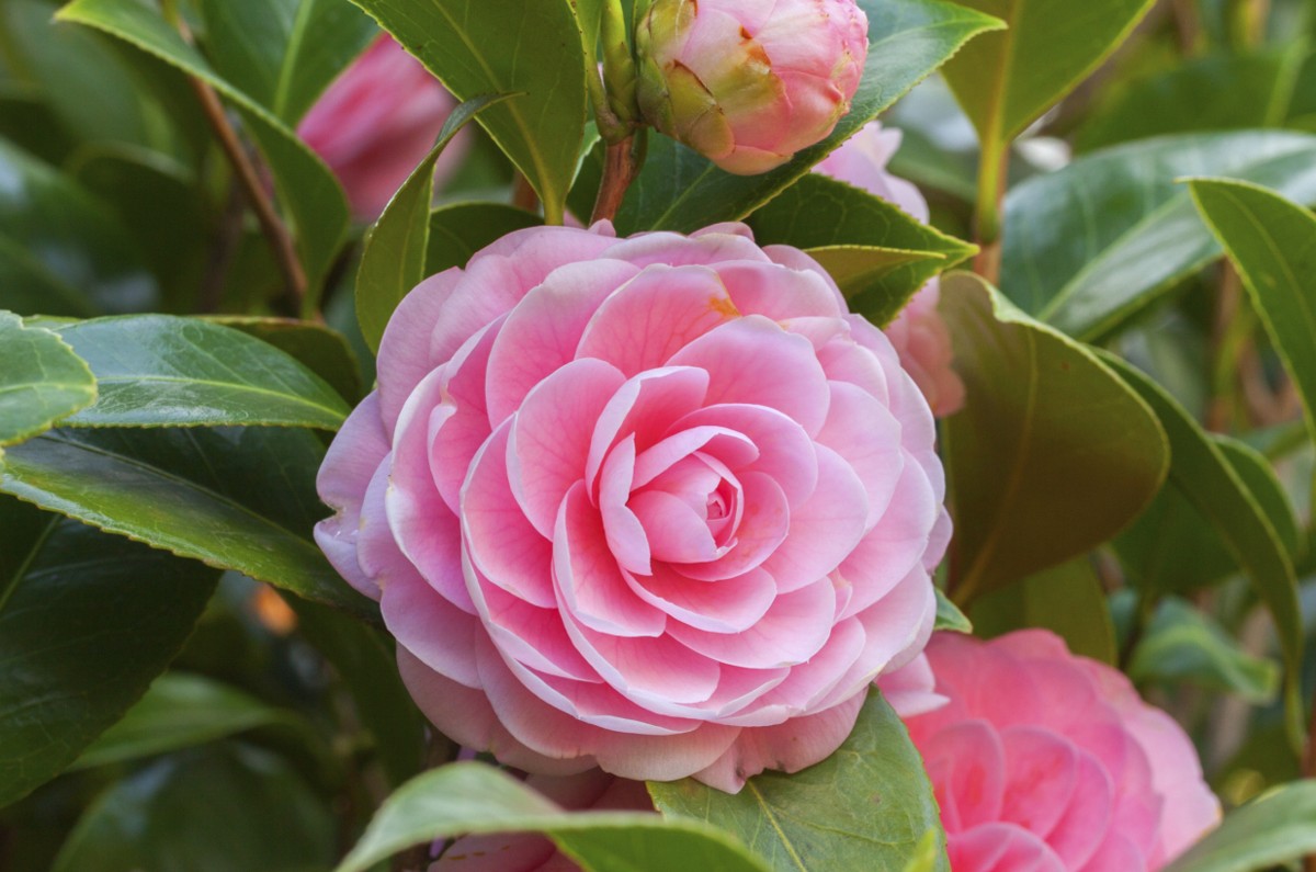 Camelia 