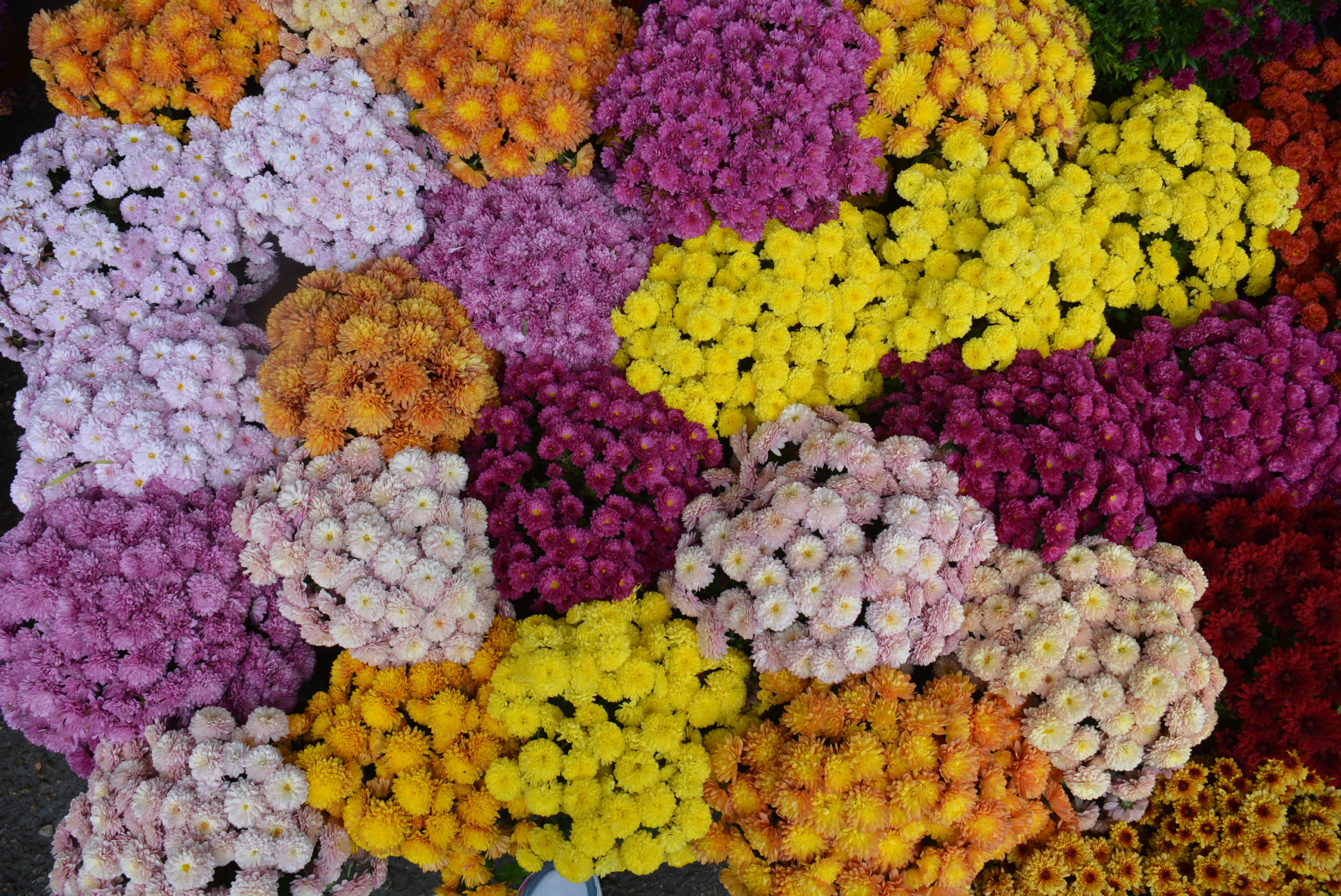 Много цветов Дубки