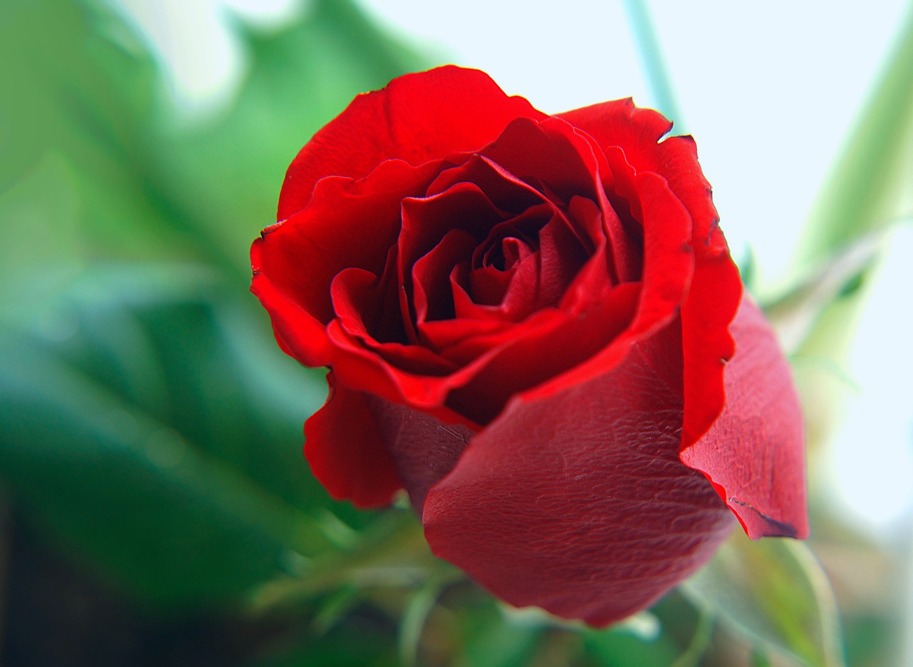 Роза красный 3ной