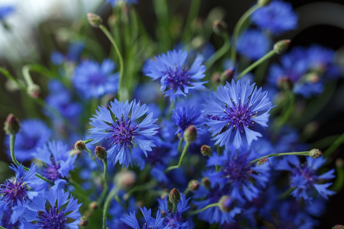 Полевые Цветы Синего Цвета