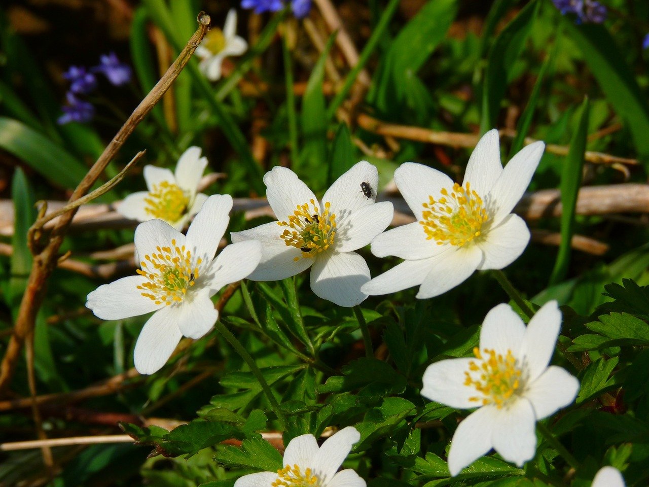 Ветреница Лесная (Anemone Sylvestris)