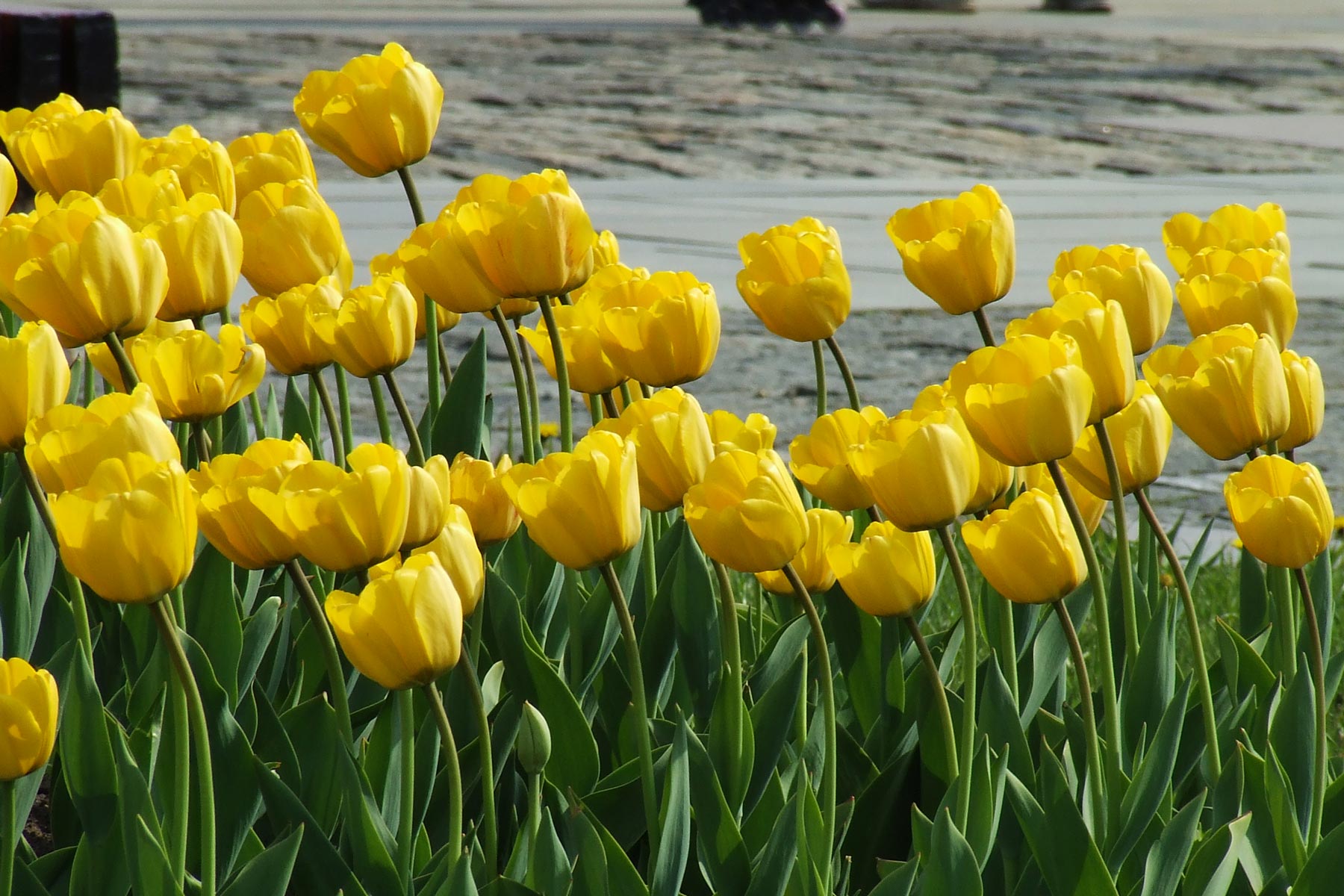 Тюльпаны желтые цветы на клумбе
