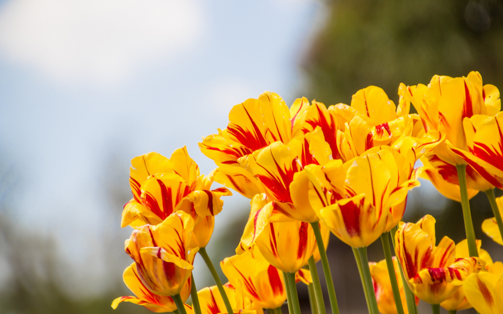 Цветы желтые тюльпаны