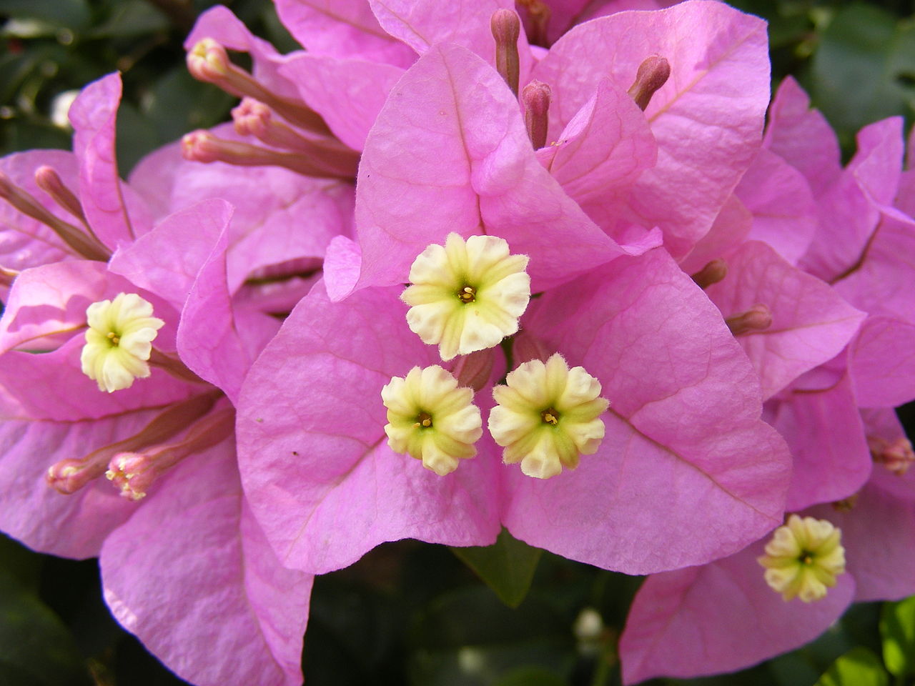 Бугенвиллия (Bougainvillea)