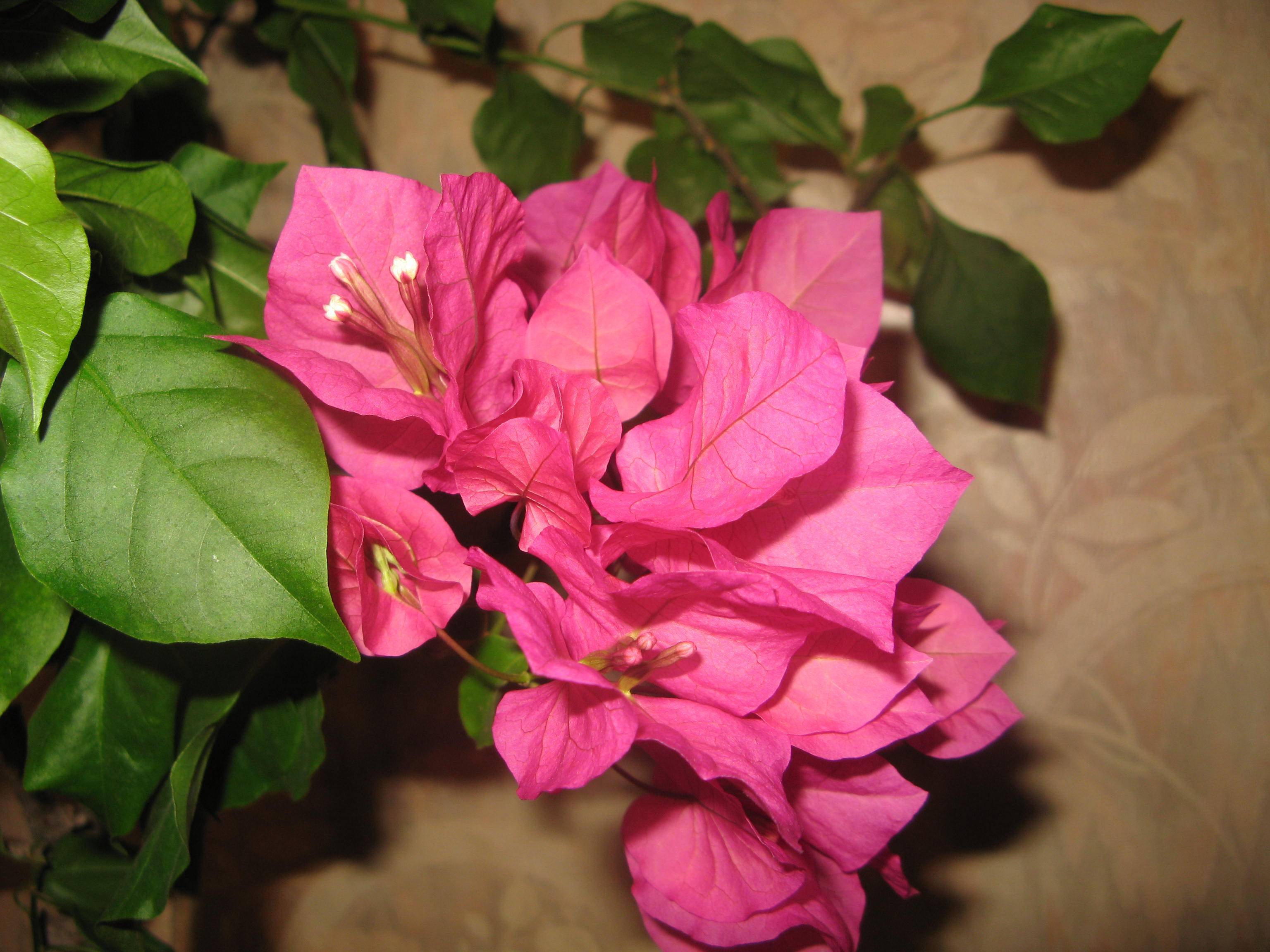розовые комнатные цветы фото