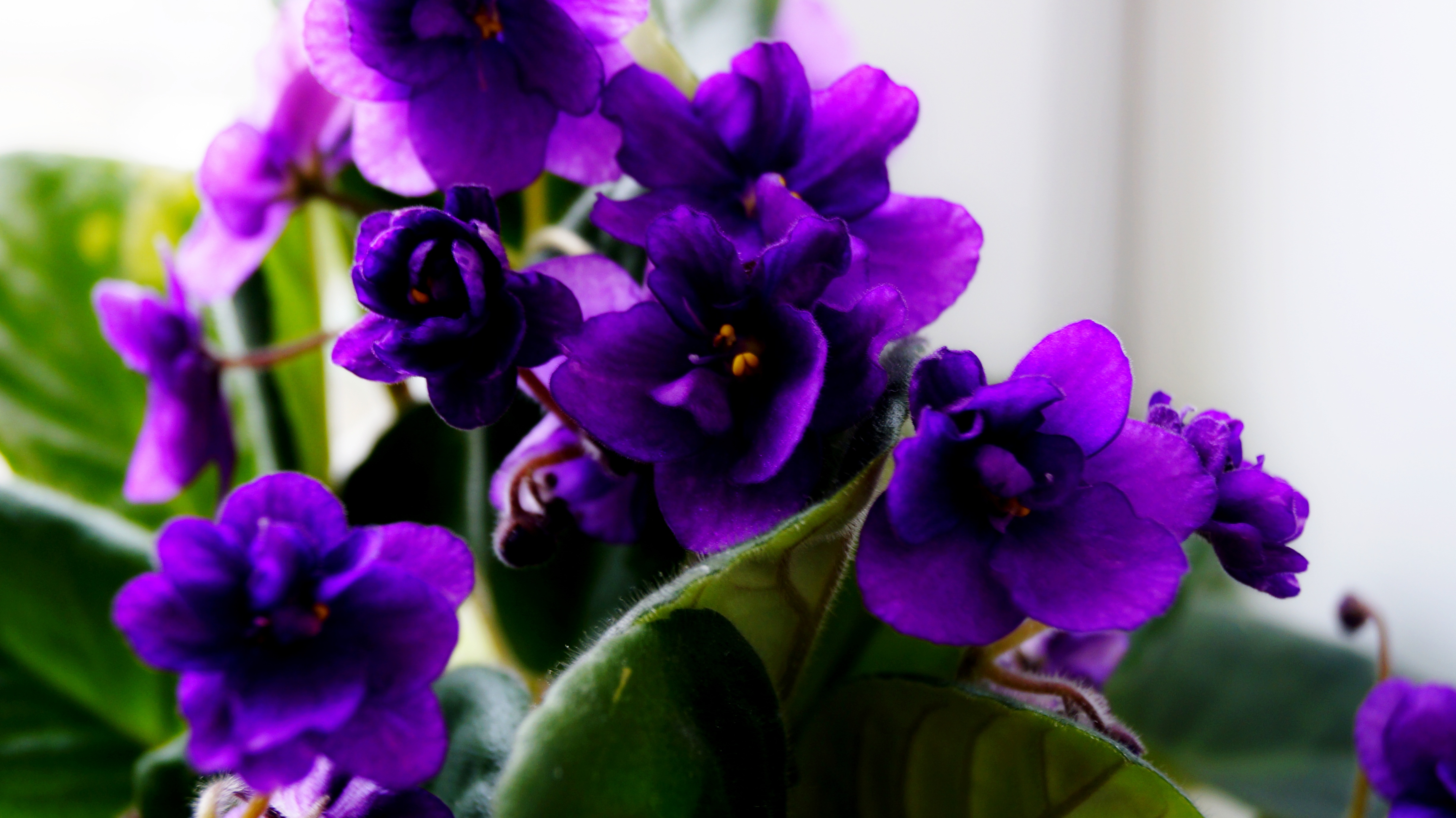 комнатные цветы фиолетового цвета названия и фото