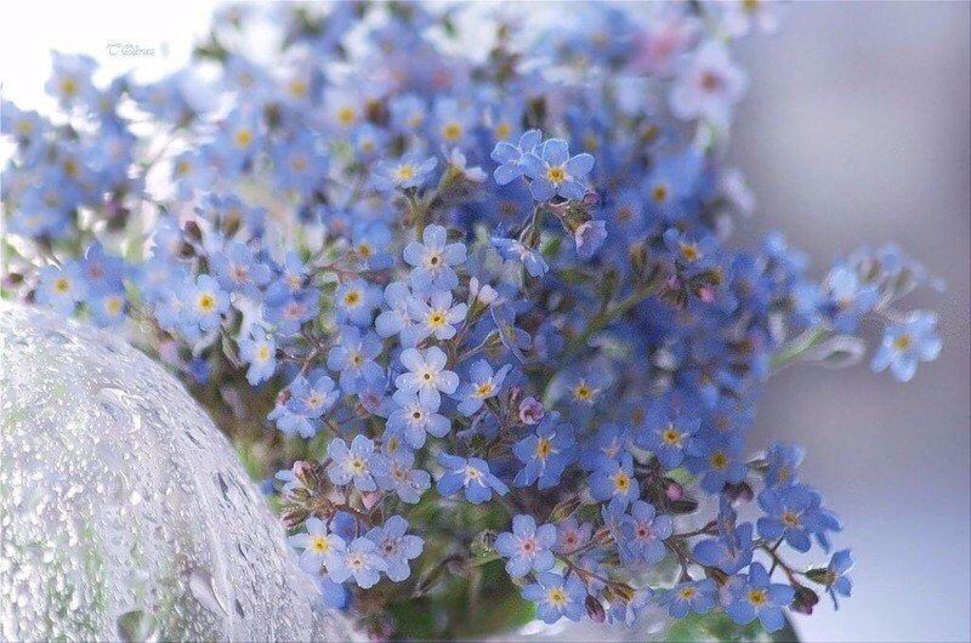 Полевые Цветы Голубого Цвета