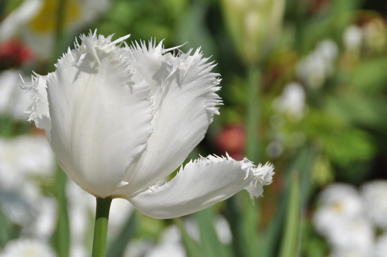 Beauty of White тюльпан