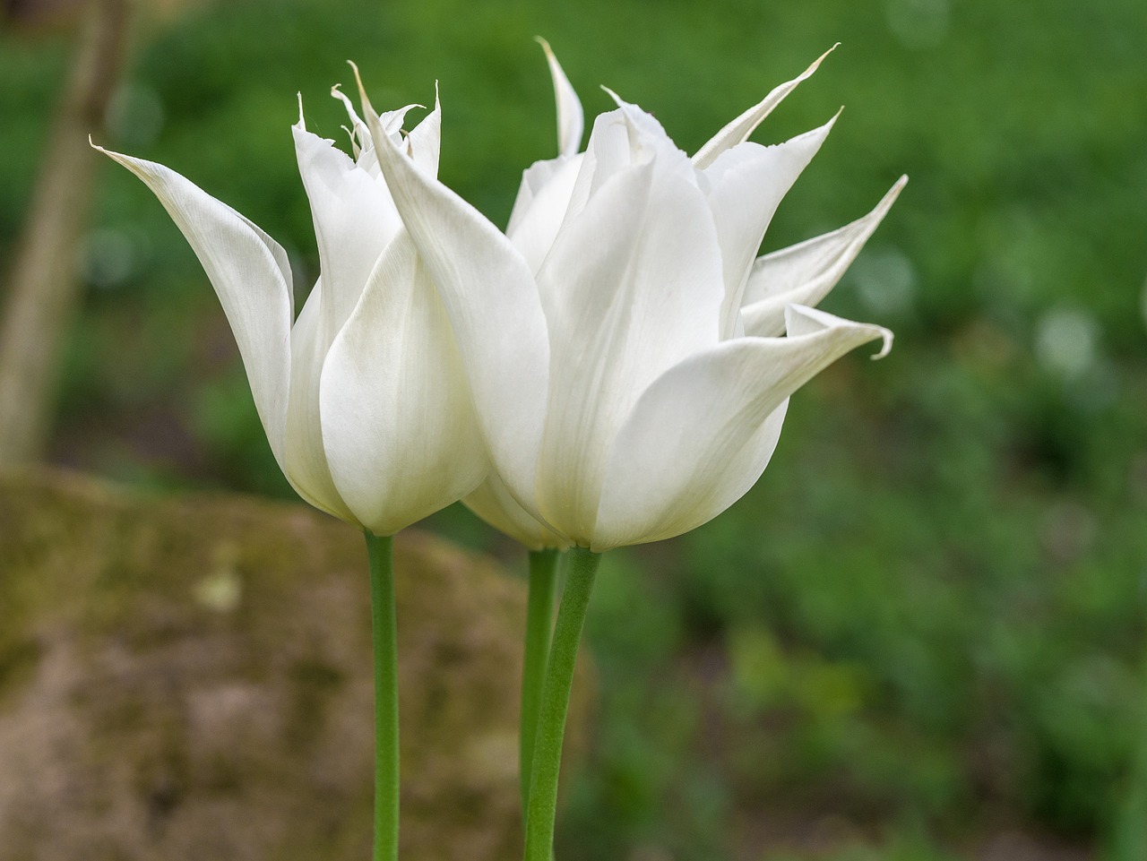 Белые Лилейные тюльпаны