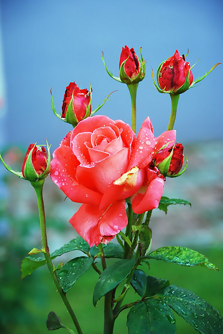 самые красивые живые розы фото