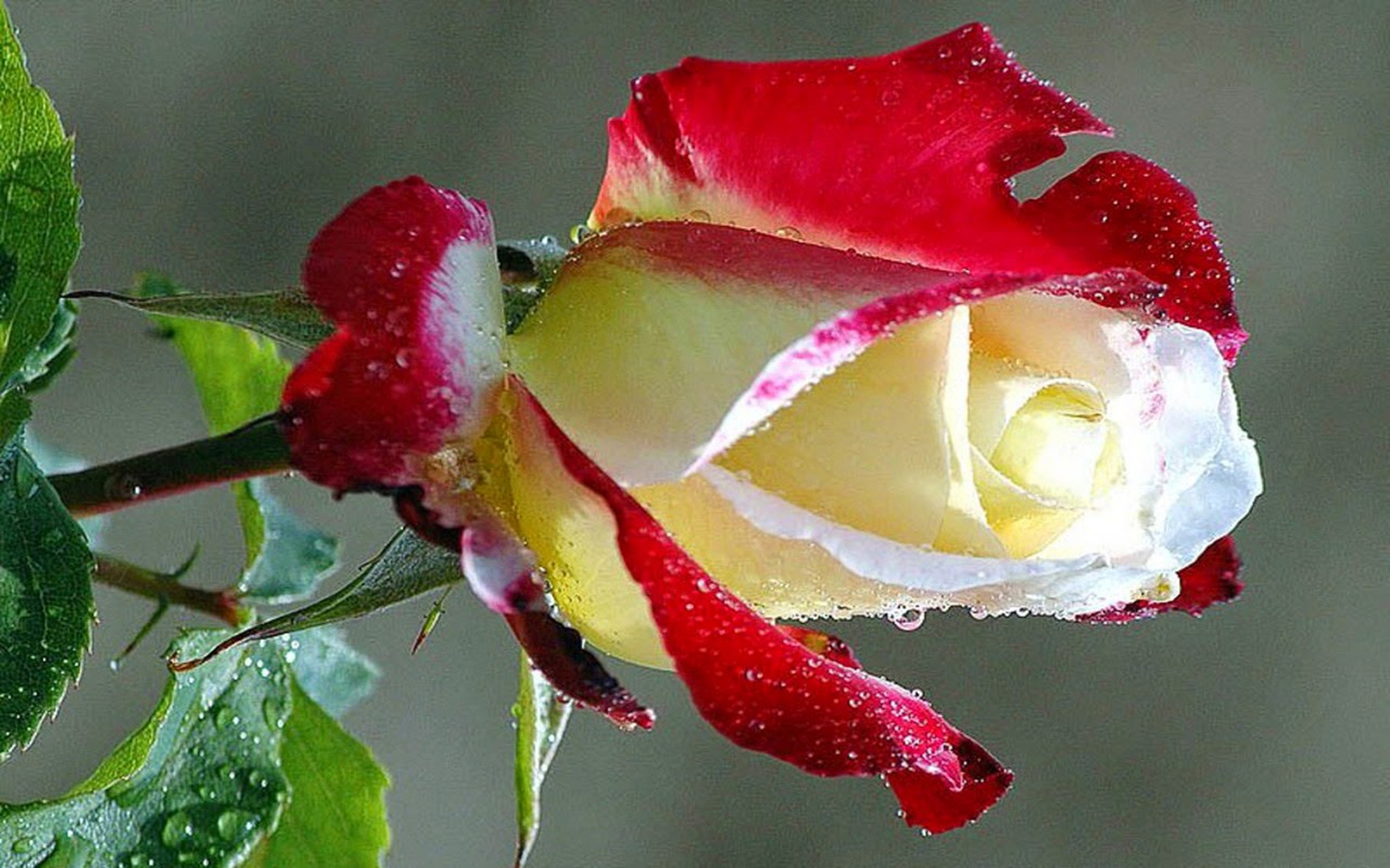 Самые прекрасные розы на свете