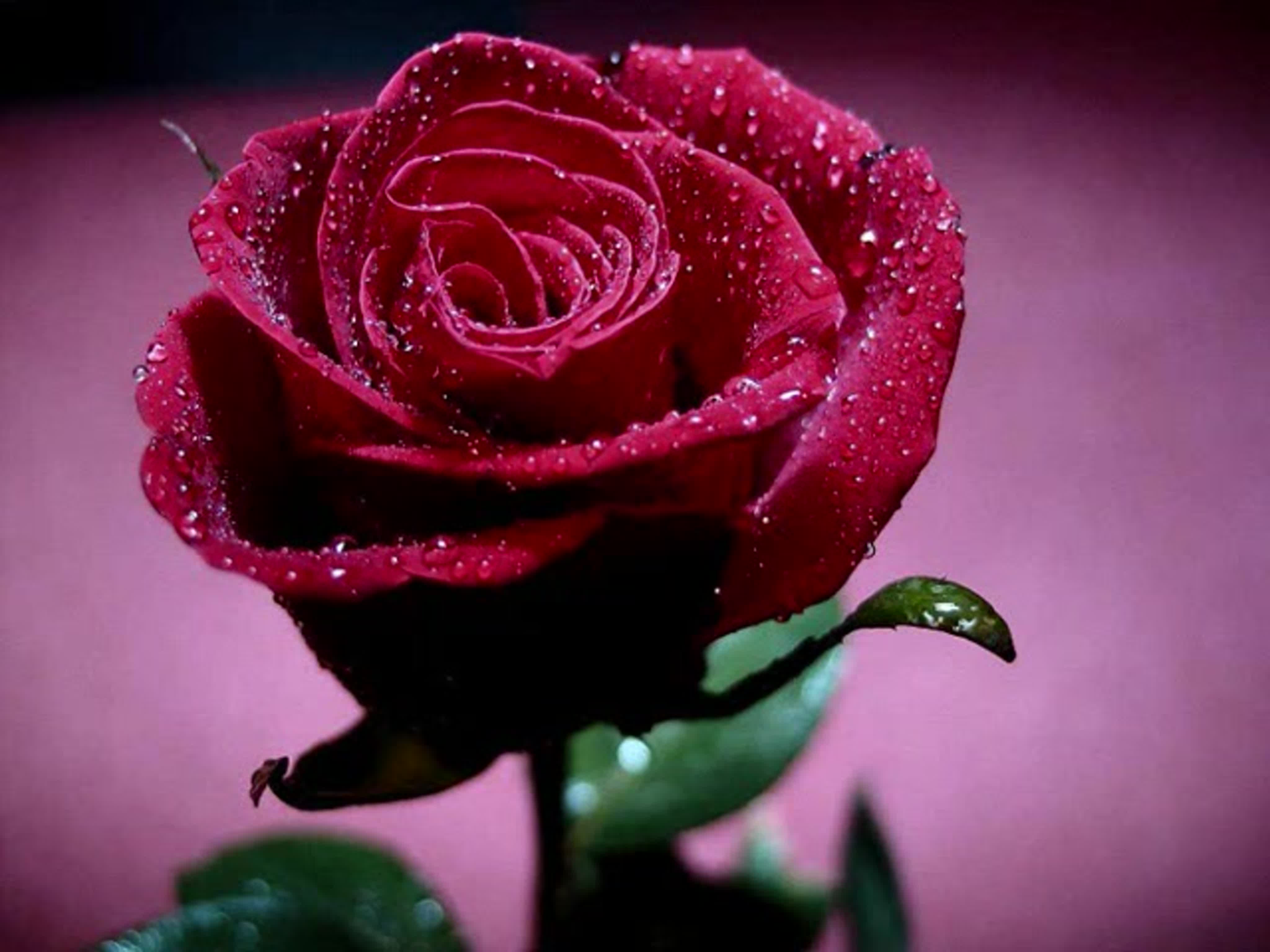 Самые красивые розы для девушки