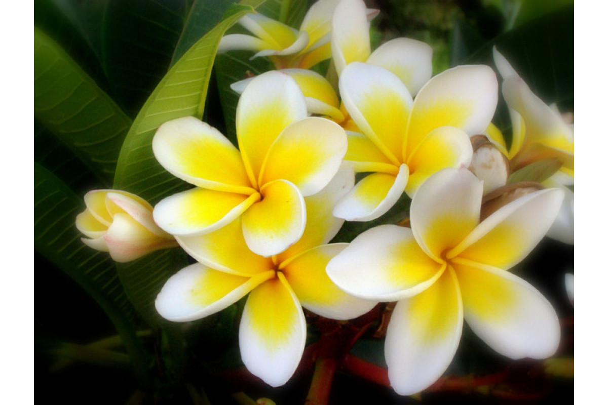 цветок из тайланда