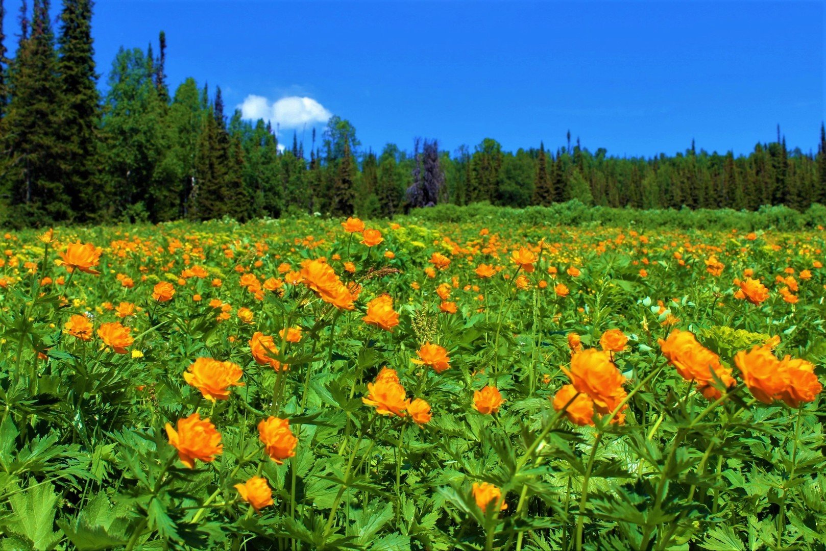 Саранки Сибирские Цветы Фото