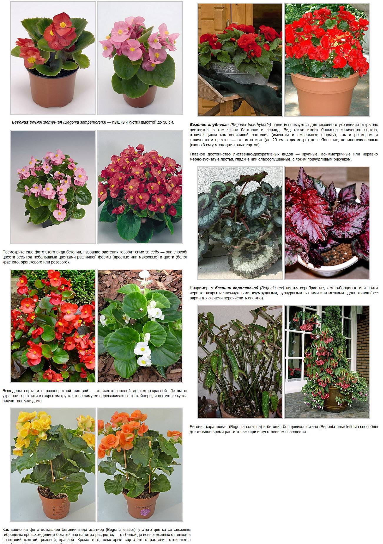 комнатные цветы каталог с фото