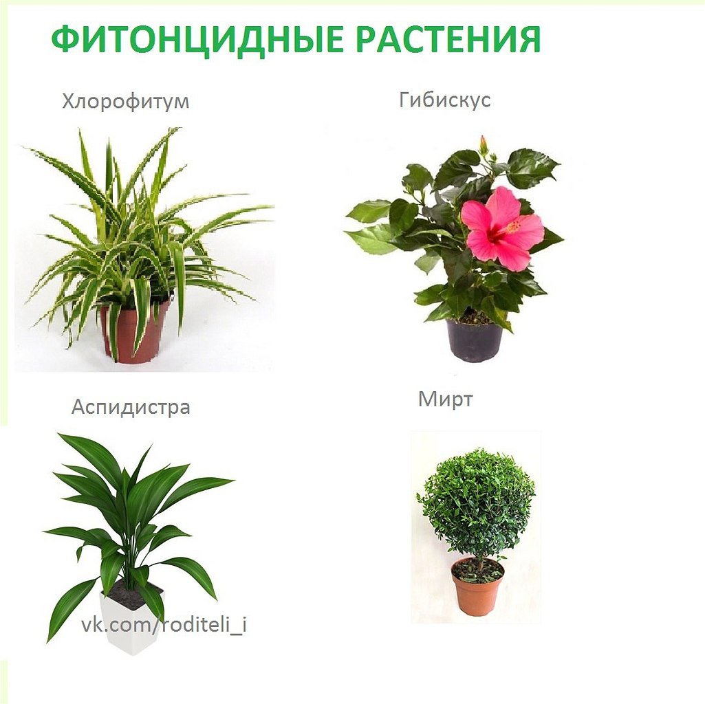 Комнатные растения для детей с названиями