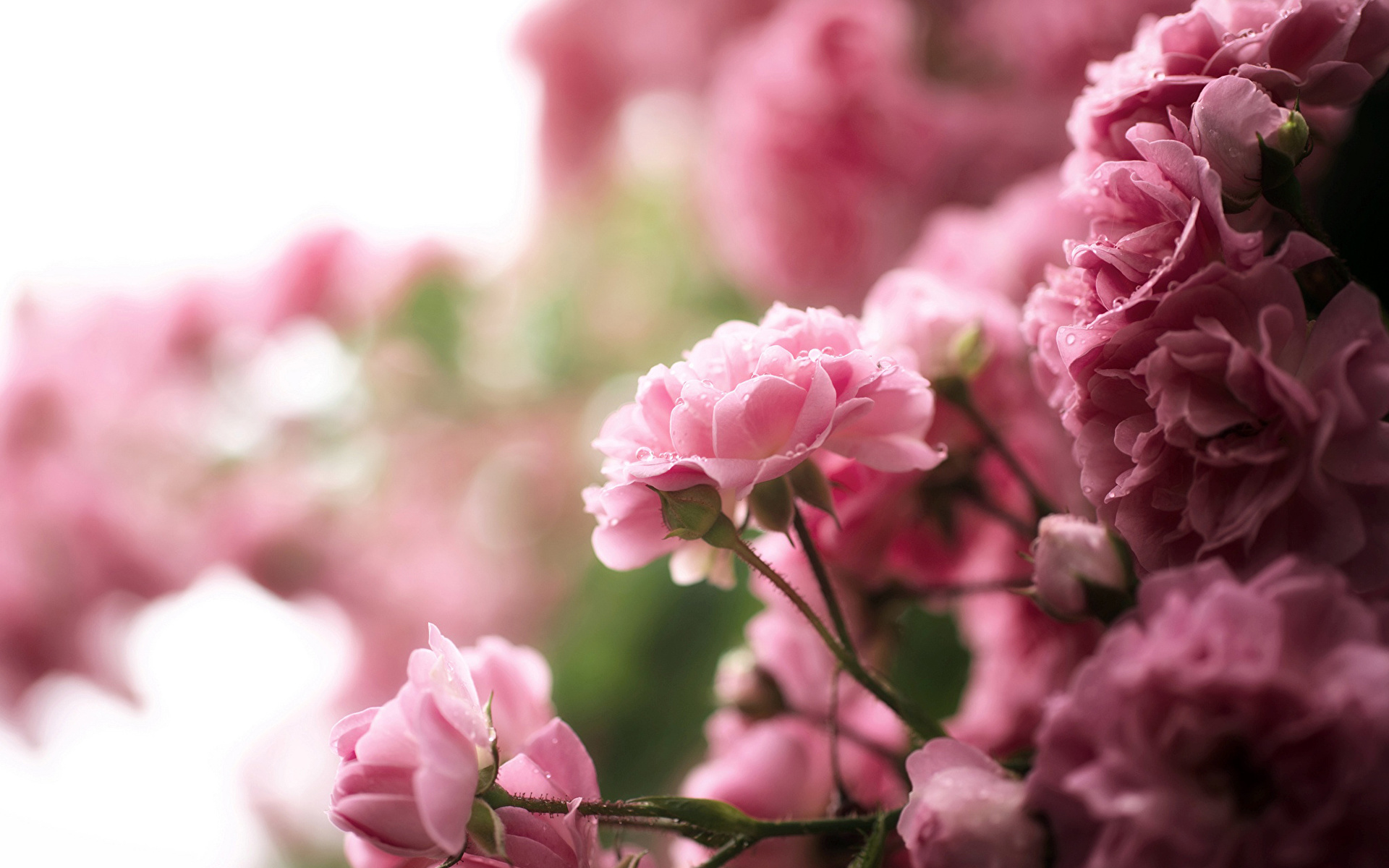 Нежные розовые цветы