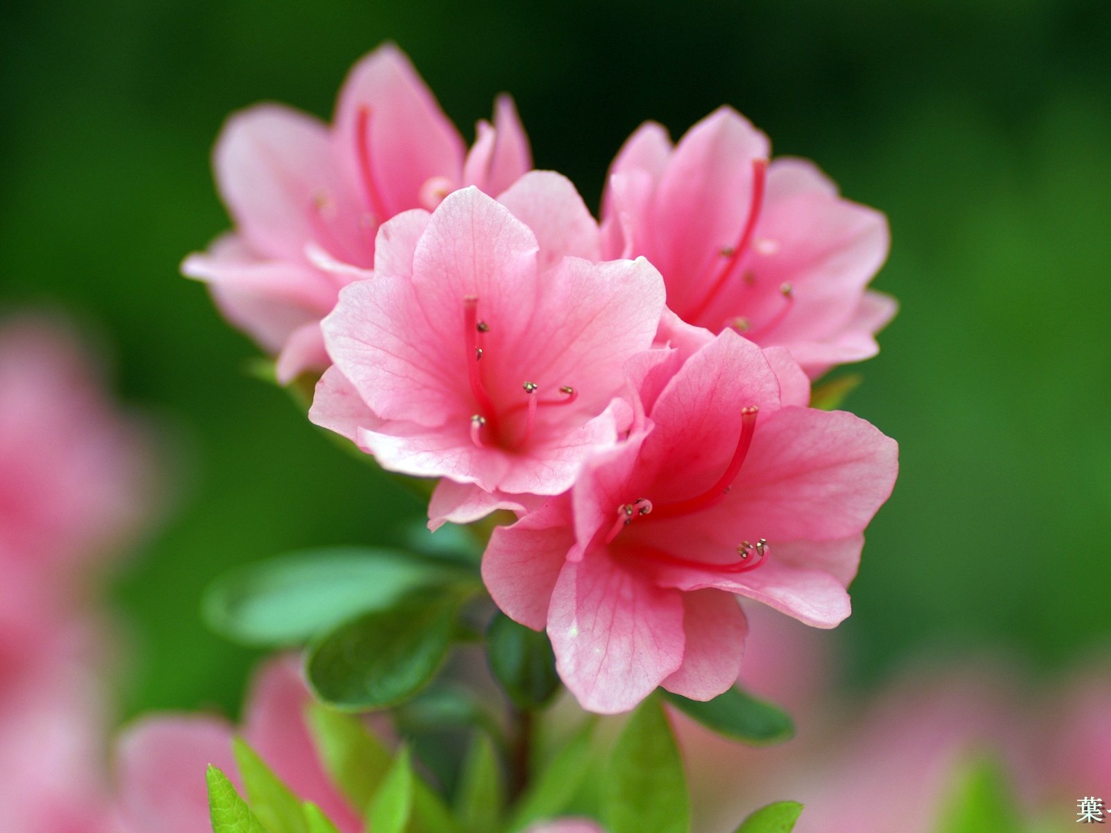 Розовый цветочек Азалия