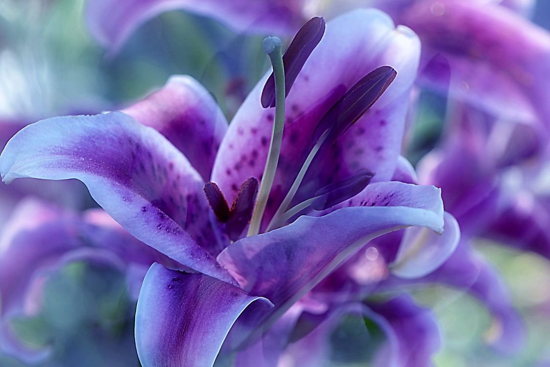 Фиолетовые Красивые Цветы