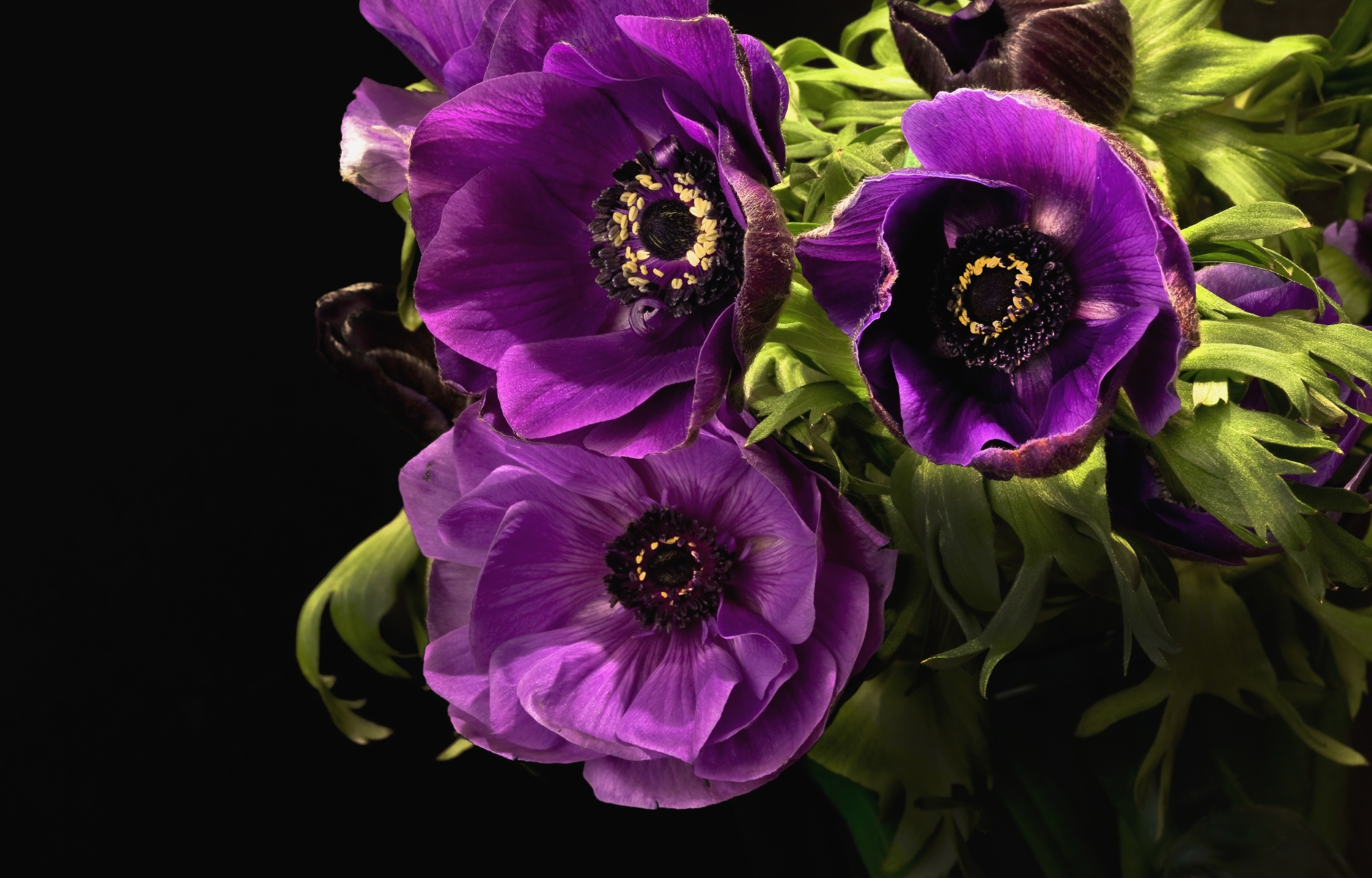 фиолетовые цветы фото с названиями для букета