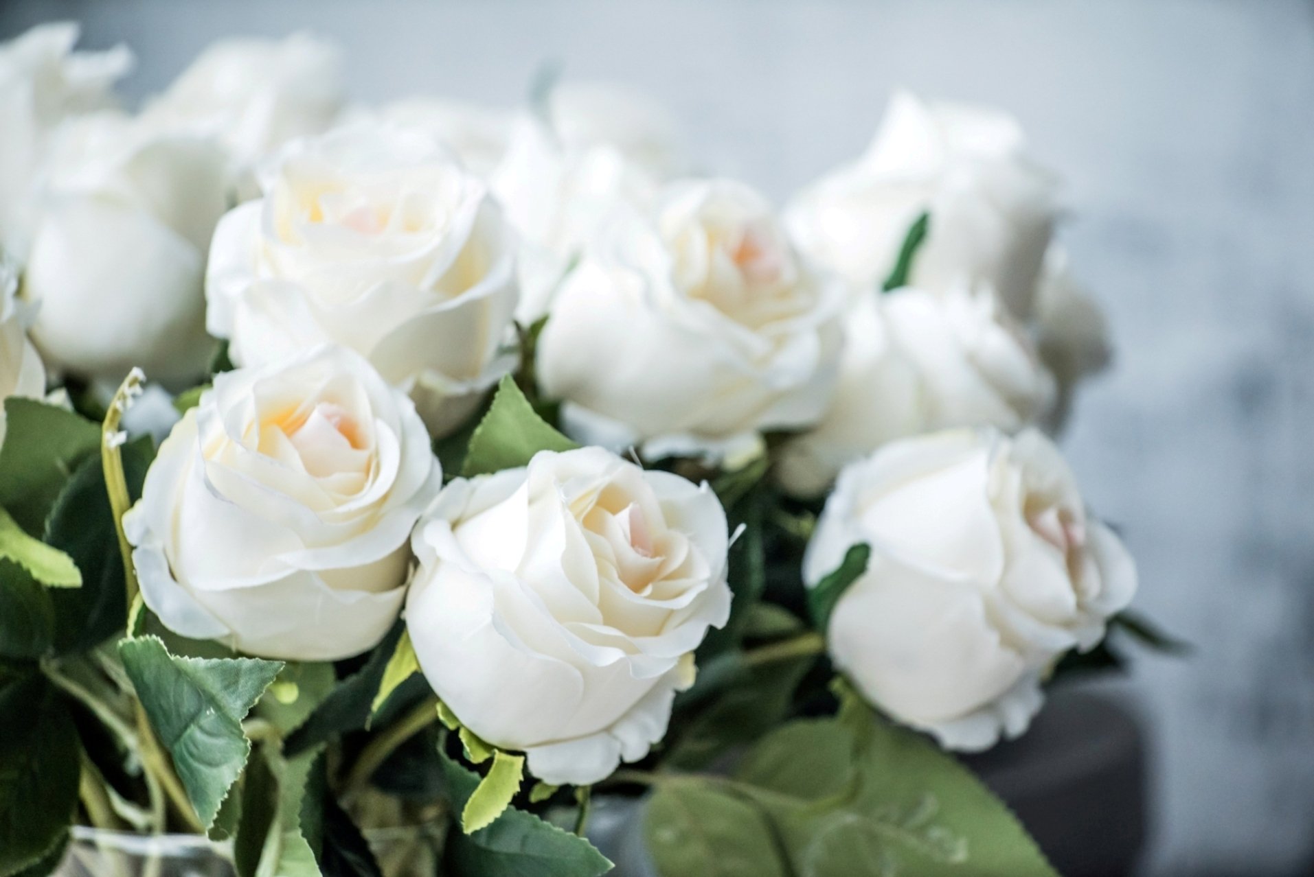 красивые белые розы фото