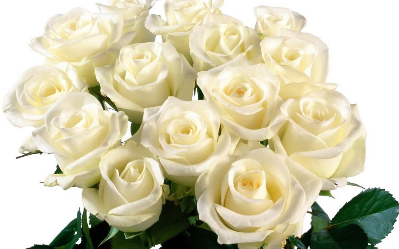 мерцающие картинки белые розы