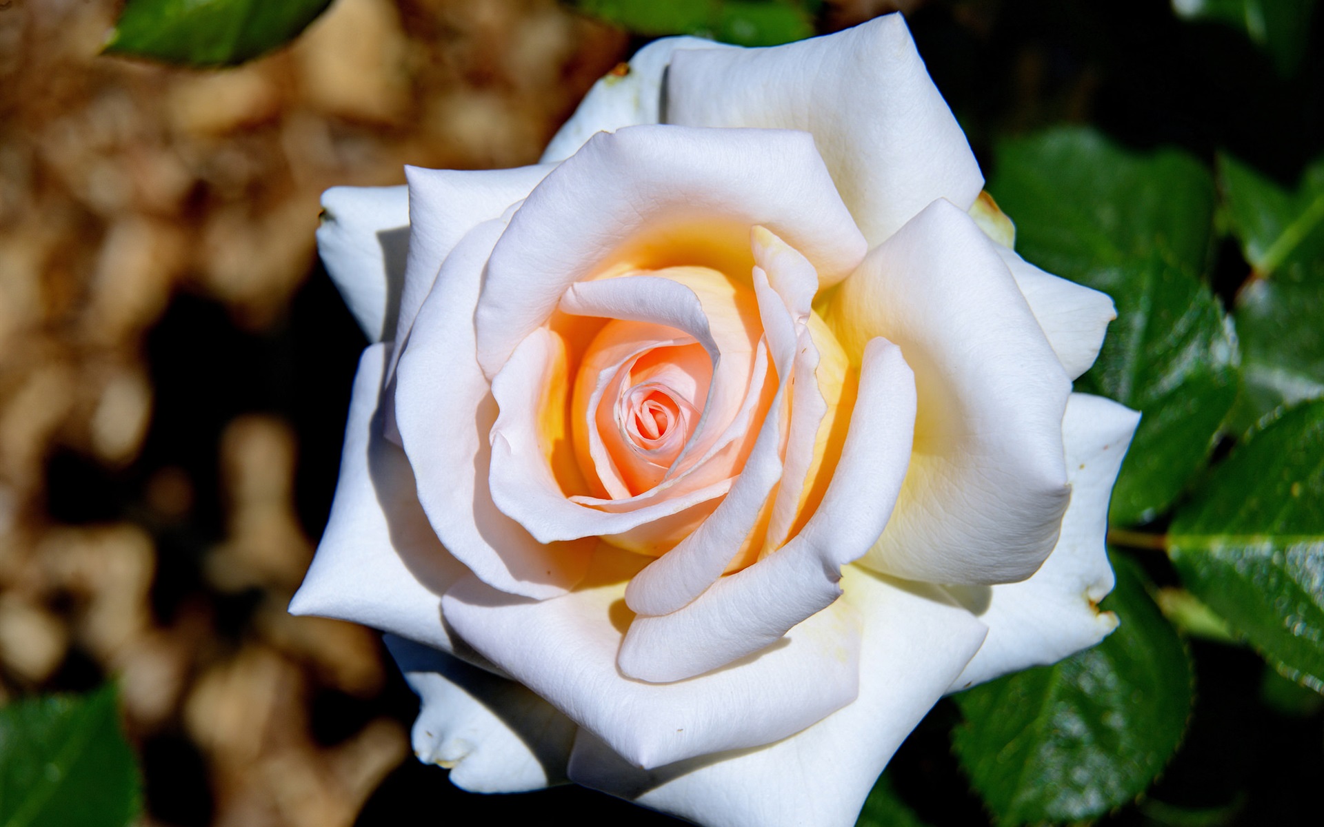 Цветы белые розы