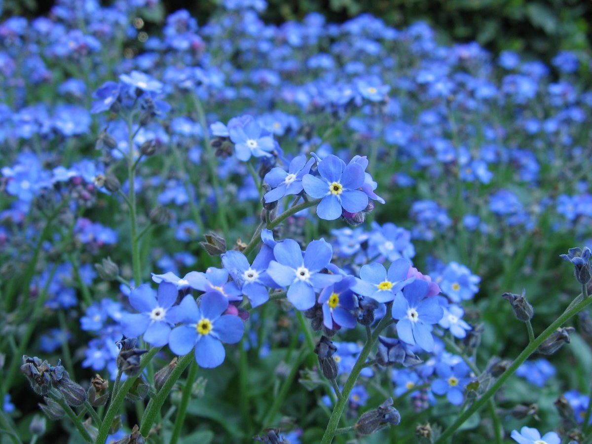 Незабудка Лесная Myosotis sylvatica