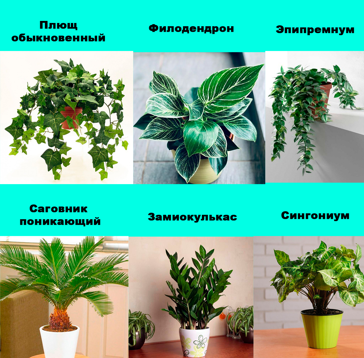 Домашние растения названия